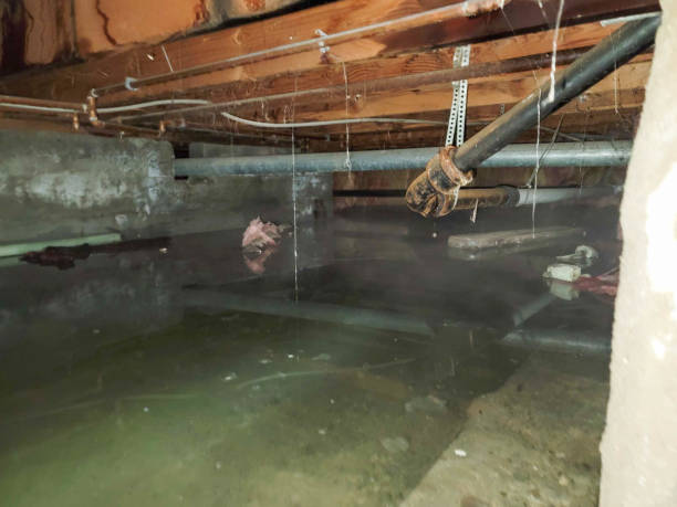 Best Water damage restoration near me  in Black Diamond, WA