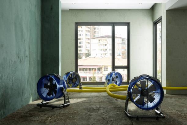 Best Basement water damage restoration  in Black Diamond, WA